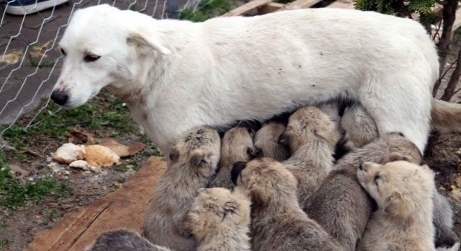  Sokağınızdaki kısırlaştırılmamış hayvanları bildirin 