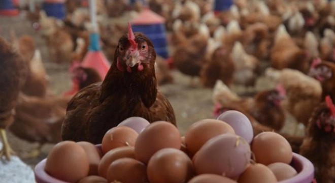 1.5 Milyar tavuk yumurtası üretmişiz