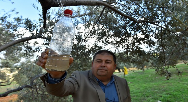 50 bin zeytin ağacı böyle kurtuldu