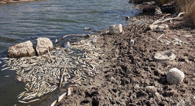 Alaçatı da Balık ölümleri erak konusu oldu