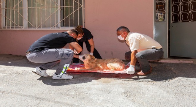 Bir yılda 11 bin 500 sokak hayvanı tedavi edildi