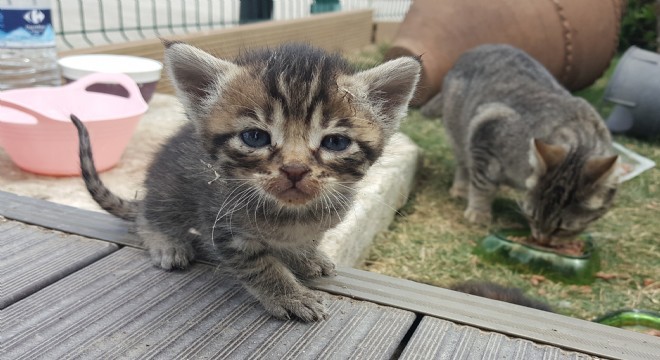 ÇESAL’dan minik canlara kedi evi!