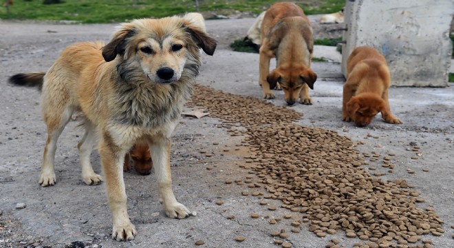 Can dostları unutmadık