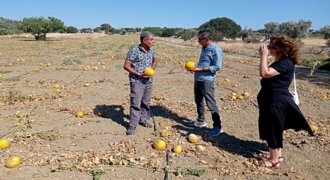 Çeşme Kavunu için hasat zamanı!