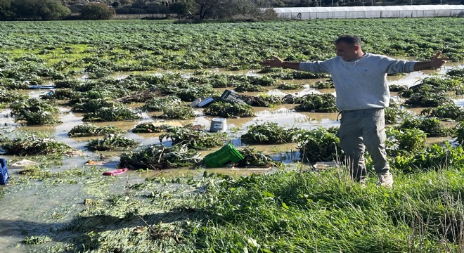 Çeşme de Sağanak Yağış Enginar Tarlalarını Vurdu…