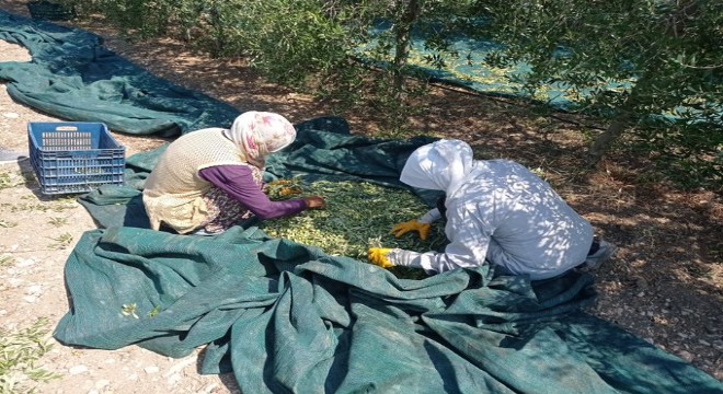 Çeşme’de Zeytin hasadı başladı!