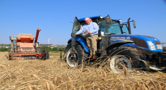 Çeşme’de ‘karakılçık buğdayı’ hasadı başladı