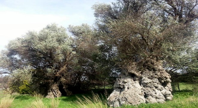 Çeşme nin  Zeytin denizi  Germiyan da