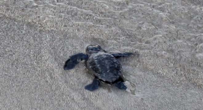 Çeşme nin ilk Caretta ları denizle buluştu