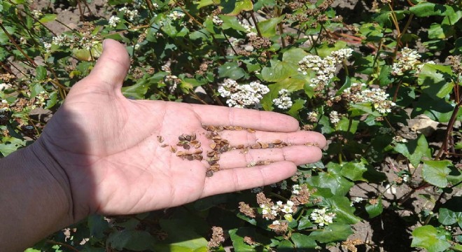 Çeşme'ye yeni ürün; Greçka (Karabuğday)