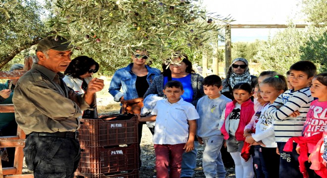 Çocuklara zeytin dersi