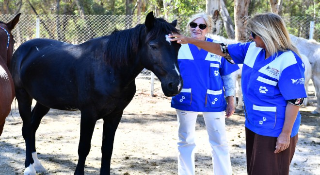 Faytonlardan alınan atlar İzmir Doğal Yaşam Parkı'nda