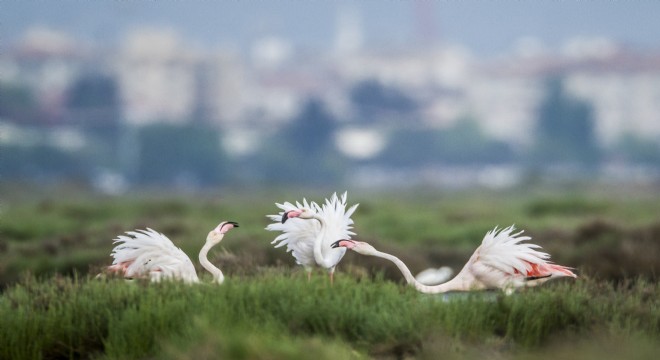 Flamingoların Dansına Yolculuk