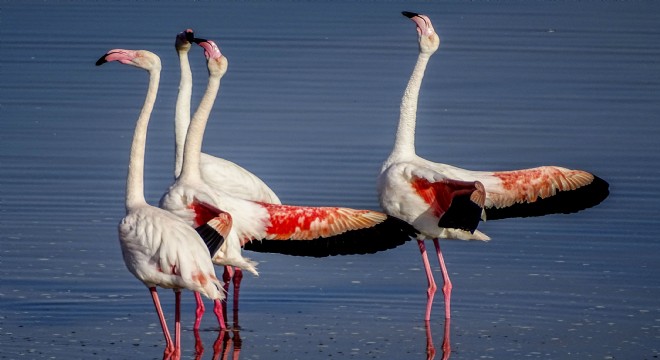 Flamingoların Dansını İzlediler