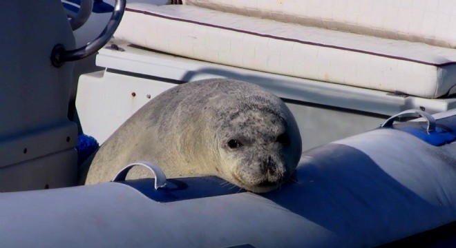 Fok, Karaburunlulara teşekküre geldi