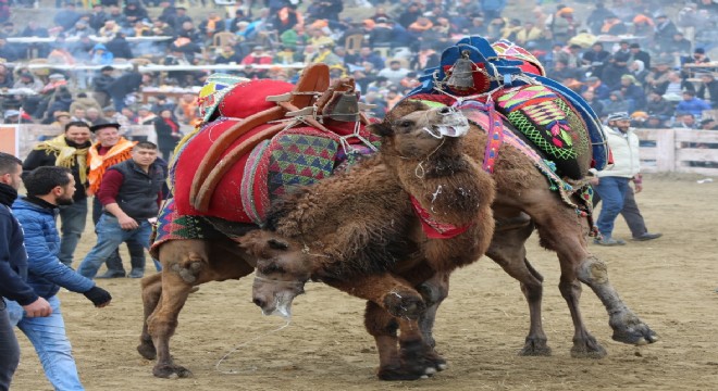 Güreş coşkusu hava muhalefeti tanımadı