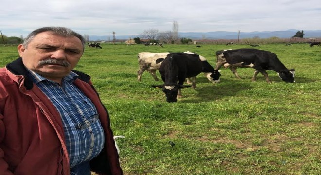 İneklerin TOKİ’si gençleri köyde tutacak