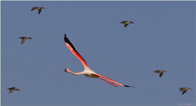 İzmir’de halkalanan Flamingolardan ilk haber geldi