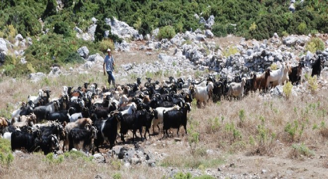 Karaburun Kırkım Festivali 9 Temmuz’da