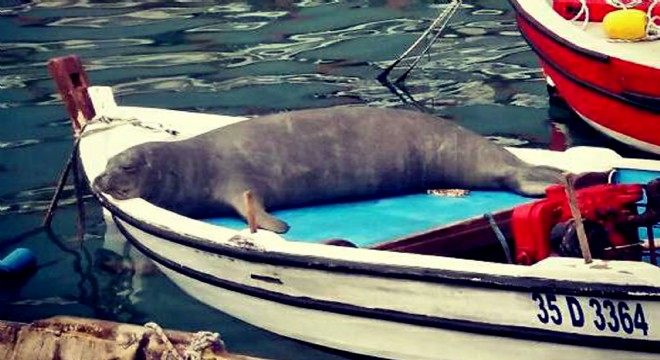 Karaburun u çok sevdi