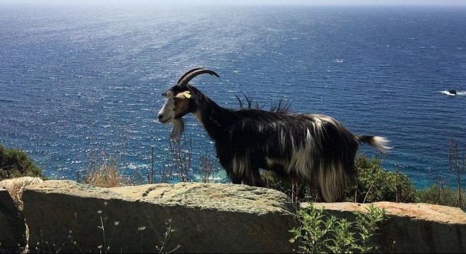 Kırkım Şenliği, Karaburun’da Başlıyor!