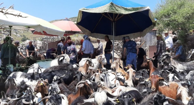 Kırkım yapıldı, şenlik gelecek seneye kaldı