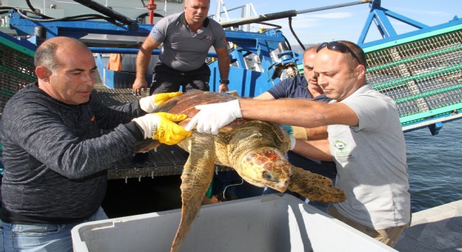 Oltaya takılan Caretta Caretta böyle kurtarıldı