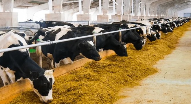 Önce Seferihisar şimdi de Urla