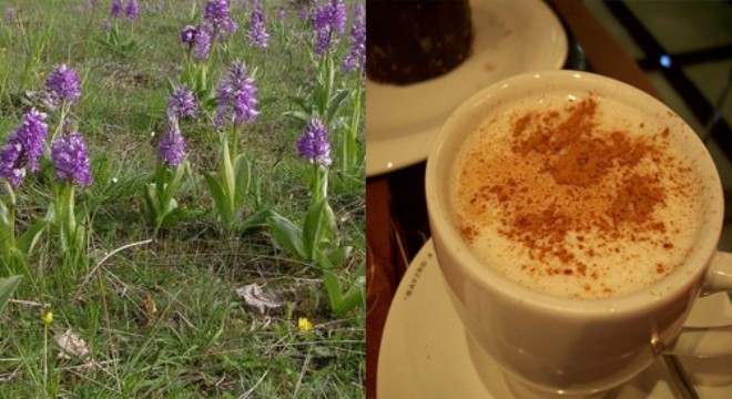 Orkide nin en güzel hali: SALEP