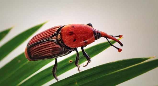 Palmiye Kırmızı Böceği ile mücadele toplantısı yapıldı