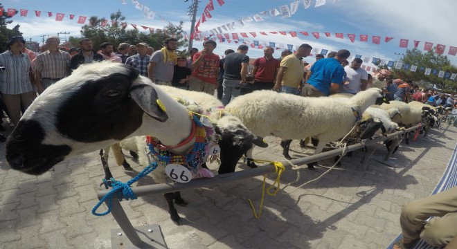 Sakız Koyunları podyuma çıkacak