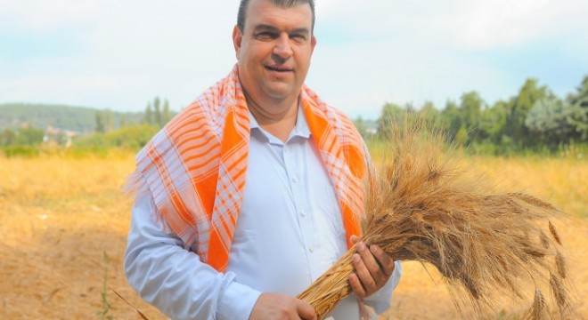 Seferihisar da Karakılçık Buğday hasadı başladı