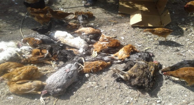 Sokak Köpekleri Tavukları öldürdü!