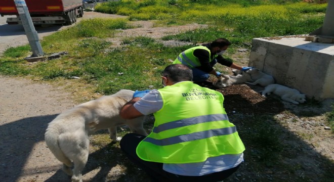 Sokakta yaşayan canlara “gönülden” destek