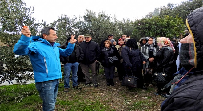 Üreticilere zeytin ağacını budamanın önemi anlatıldı