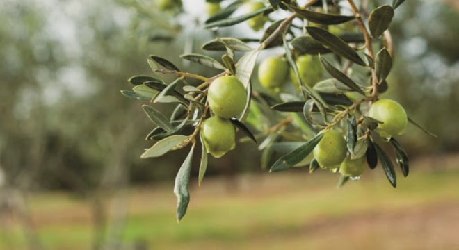 Urla da Zeytin Aşkı Sempozyumu