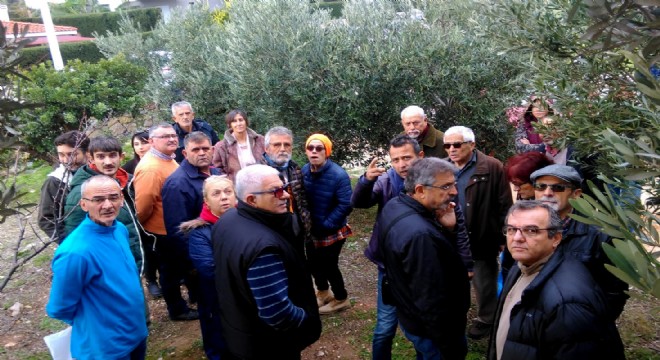 Zeytin budamanın tekniğini öğrendiler