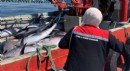 Çeşme'de Orkinos alarmı!